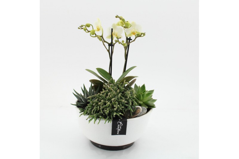 Phalaenopsis PHAL-2516W Phalaenopsis creatie 4 pp Phalaenopsis PHAL-2516W Phalaenopsis creatie 4 pp