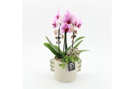 Phalaenopsis PHAL-2519RZ Phalaenopsis creatie 2 pp