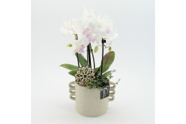 Phalaenopsis PHAL-2519W Phalaenopsis creatie 2 pp