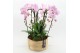 Phalaenopsis PHAL-2507RZ Phalaenopsis creatie 3 pp 