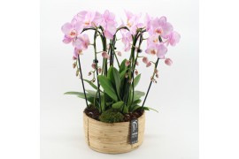 Phalaenopsis PHAL-2507RZ Phalaenopsis creatie 3 pp