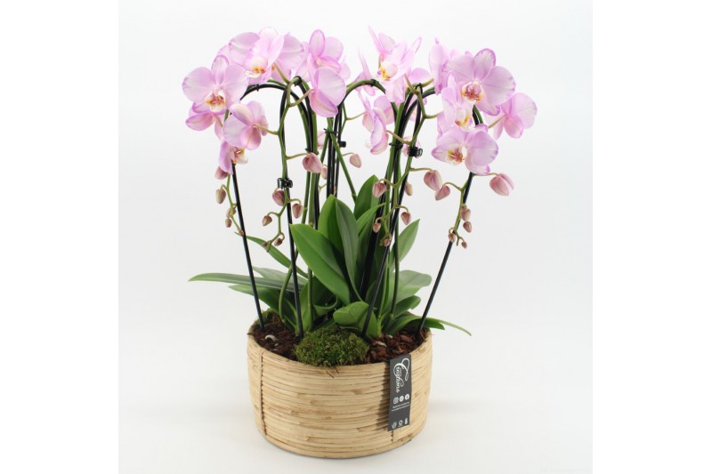 Phalaenopsis PHAL-2507RZ Phalaenopsis creatie 3 pp Phalaenopsis PHAL-2507RZ Phalaenopsis creatie 3 pp