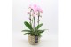 Phalaenopsis PHAL-2508RZ Phalaenopsis creatie 2 pp 