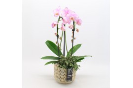 Phalaenopsis PHAL-2508RZ Phalaenopsis creatie 2 pp
