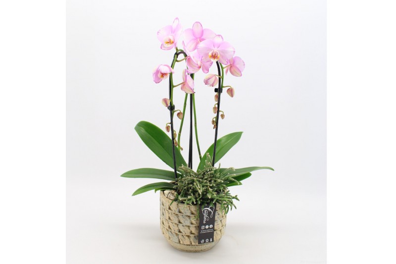 Phalaenopsis PHAL-2508RZ Phalaenopsis creatie 2 pp 