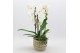 Phalaenopsis PHAL-2508W Phalaenopsis creatie 2 pp 