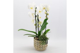 Phalaenopsis PHAL-2508W Phalaenopsis creatie 2 pp