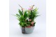 Phalaenopsis PHAL-2533RZ Phalaenopsis creatie 5 pp 