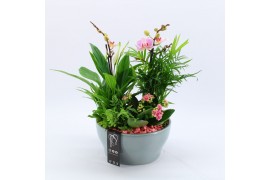 Phalaenopsis PHAL-2533RZ Phalaenopsis creatie 5 pp