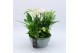 Phalaenopsis PHAL-2533W Phalaenopsis creatie 5 pp 