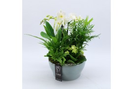 Phalaenopsis PHAL-2533W Phalaenopsis creatie 5 pp
