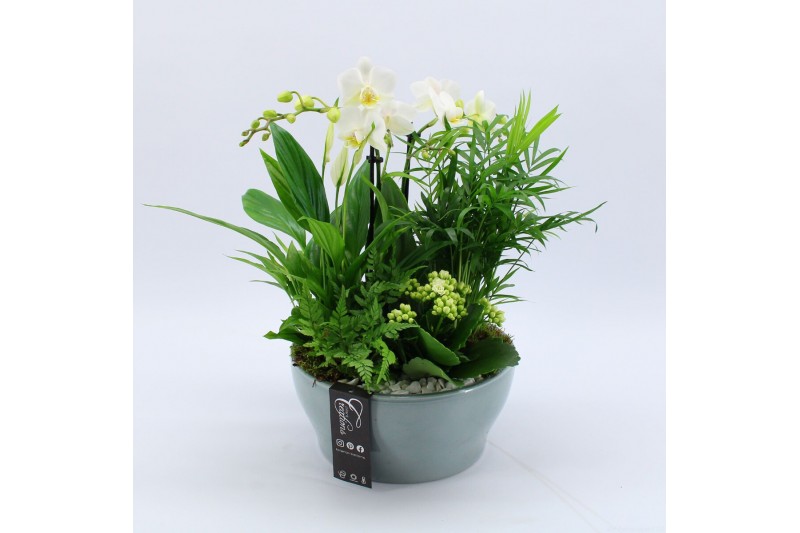 Phalaenopsis PHAL-2533W Phalaenopsis creatie 5 pp Phalaenopsis PHAL-2533W Phalaenopsis creatie 5 pp