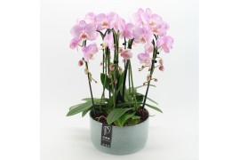 Phalaenopsis PHAL-2534RZ Phalaenopsis creatie 3 pp