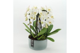 Phalaenopsis PHAL-2534W Phalaenopsis creatie 3 pp