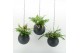 Arrangementen kamerplanten Globee Indoor Fern Mix 120 1 pp 