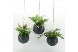 Arrangementen kamerplanten Globee Indoor Fern Mix 120 1 pp