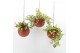 Arrangementen kamerplanten Globee Indoor Earth Mix 112 1 pp 