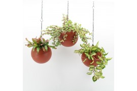 Arrangementen kamerplanten Globee Indoor Earth Mix 112 1 pp