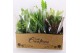 Kamerplanten mix + showdoos 