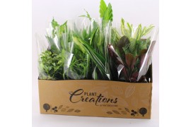 Kamerplanten mix + showdoos