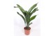 Aspidistra elatior 