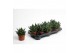 Gasteria Gasteria Apollo 