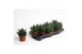 Gasteria Gasteria Apollo