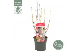 Ribes sanguineum amore