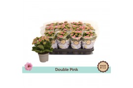 Kalanchoe bloss. rosalina nando pink double pink