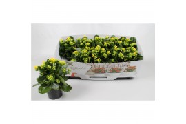 Kalanchoe geel favorita instyle met kraag