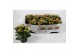 Kalanchoe acheron oranje, instyle met kraag 