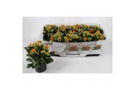 Kalanchoe acheron oranje, instyle met kraag