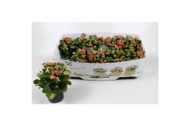 Kalanchoe paars favorita instyle met kraag