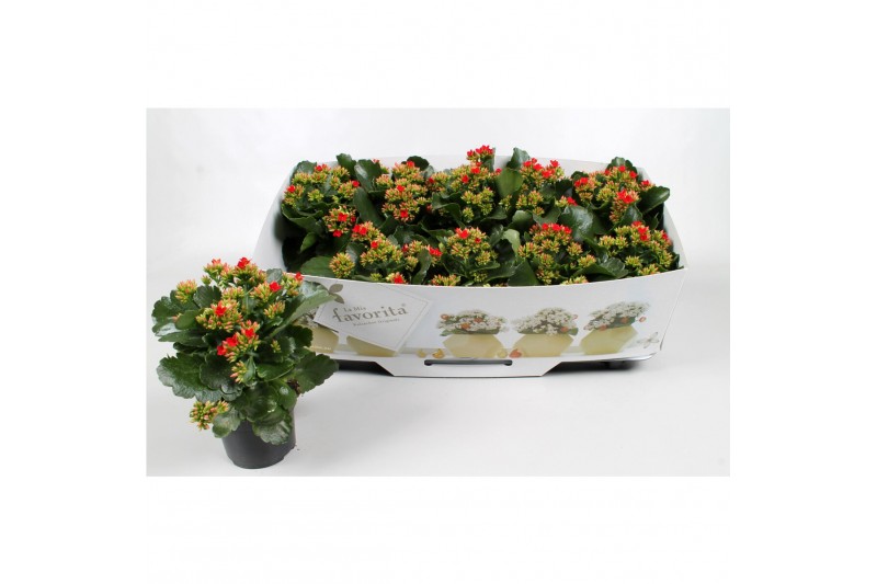 Kalanchoe rood favorita instyle met kraag 