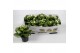 Kalanchoe wit favorita instyle met kraag,1 pp,wit, 