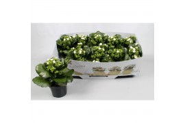 Kalanchoe wit favorita instyle met kraag,1 pp,wit,