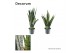 Sansevieria trifasciata mix 2 soorten decorum 
