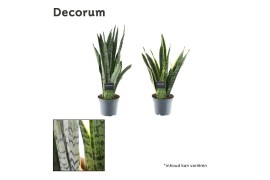 Sansevieria trifasciata mix 2 soorten decorum
