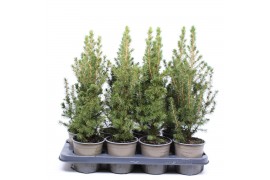 Picea glauca conica