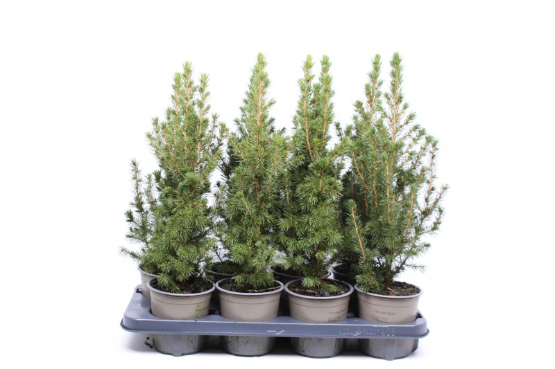 Picea glauca conica 