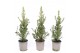Picea glauca conica 