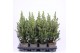 Picea glauca conica 