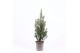 Picea glauca conica 