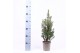 Picea glauca conica 