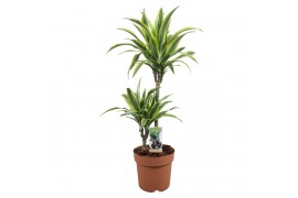 Dracaena fragr. der. lemon lime 2pp - 45-15