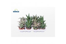 Aloe mix