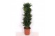 Dracaena fragr. compacta vertakt 