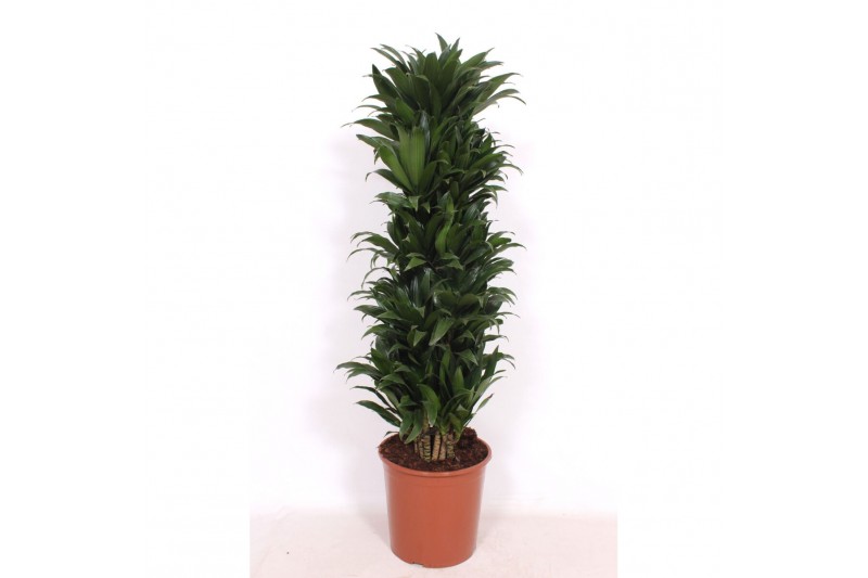 Dracaena fragr. compacta vertakt 