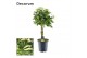 Schefflera arboricola gold capella gevlochten stam decorum 