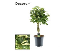 Schefflera arboricola gold capella gevlochten stam decorum